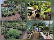 Greenery at the Woza Moya Craft Store and nursery at Hillcrest AIDS Centre Trust.